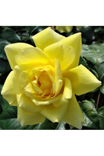 Rosa climber Golden Showers квітка